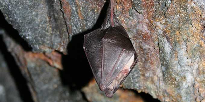 Bat hanging upside